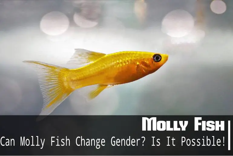 Can Molly Fish Change Gender