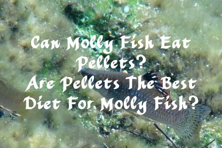 Can Molly Fish Eat Pellets