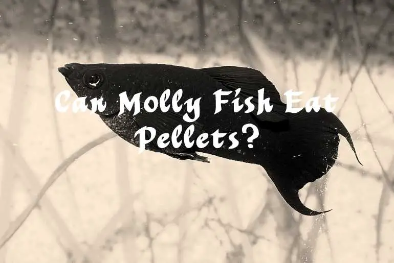 Can Molly Fish Eat Pellets