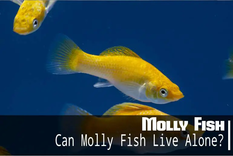 Can Molly Fish Live Alone