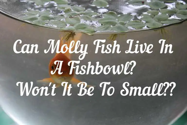 Can molly fish live in a fishbowl