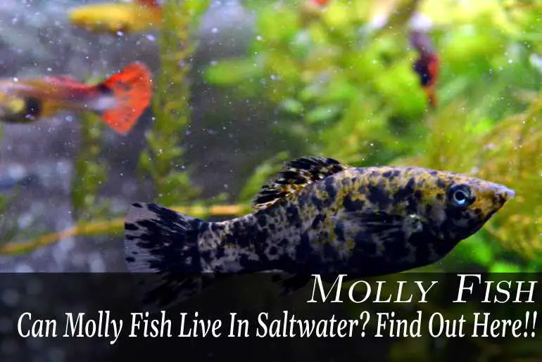 Can Molly Fish Live In Saltwater