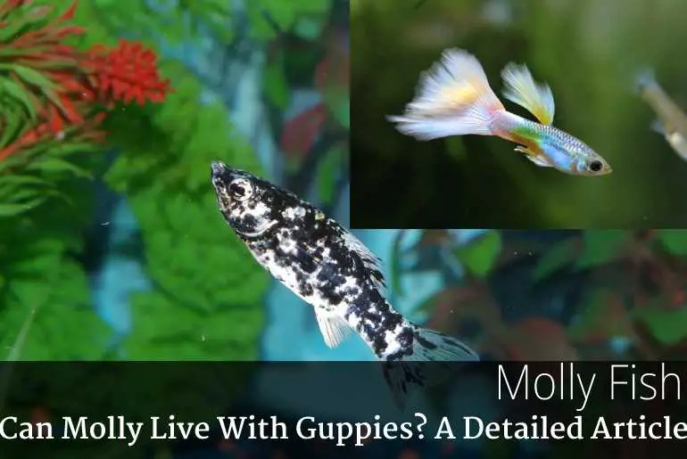 Can Molly Live With Guppies