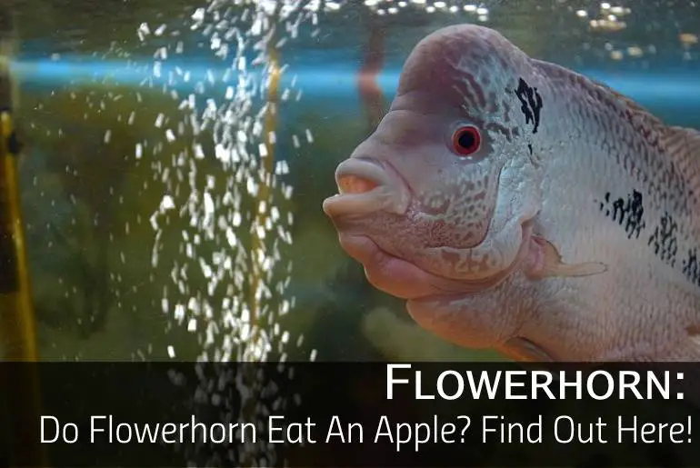 Do Flowerhorn Eat An Apple
