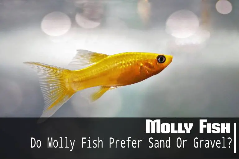 Do Molly Fish Prefer Sand Or Gravel