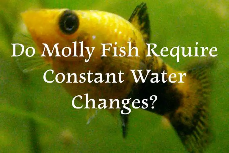 Do Molly Fish Require Constant Water Changes