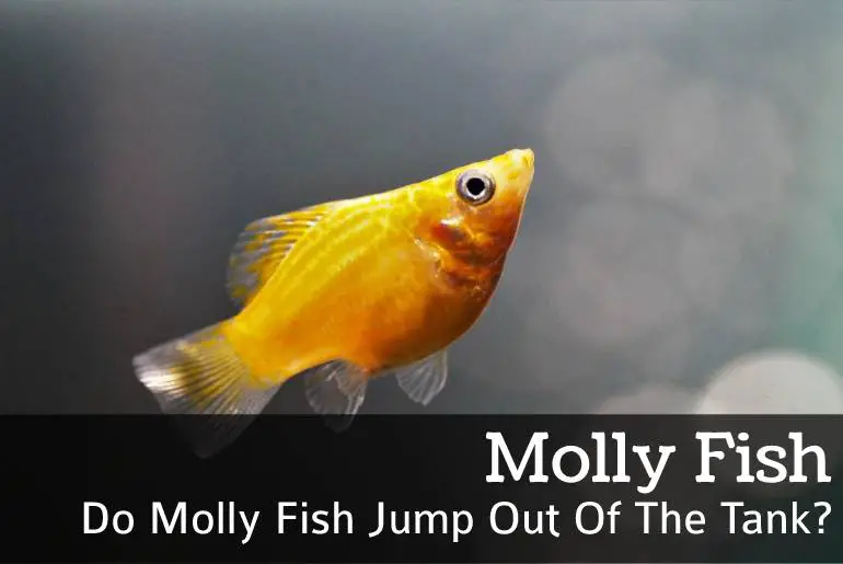 Do molly fish jump out of the tank