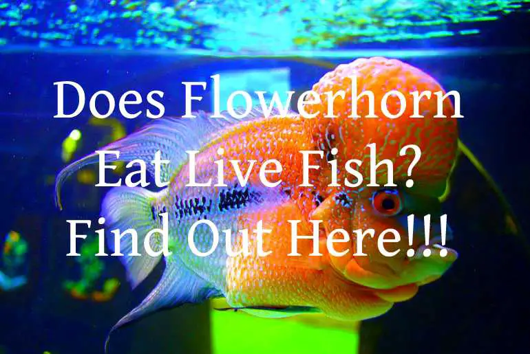 Does Flowerhorn Eat Live Fish