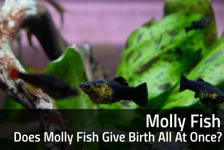 Does Molly Fish Give Birth All At Once