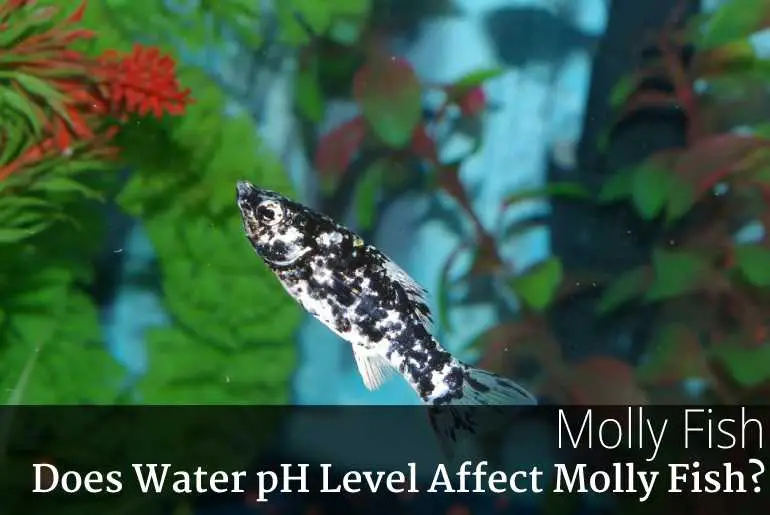 Does Water pH Level Affect Molly Fish