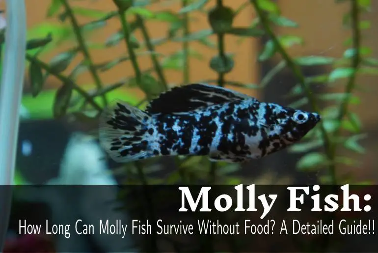 How Long Can Molly Fish Survive Without Food