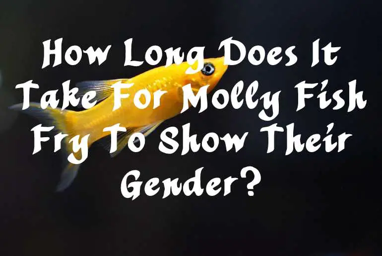 How Long Does It Take For Molly Fish Fry To Show Their Gender