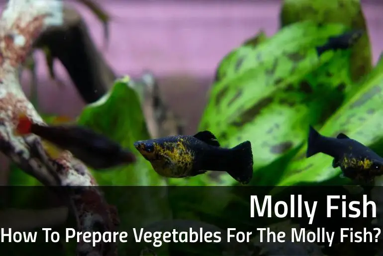 How To Prepare Vegetables For The Molly Fish