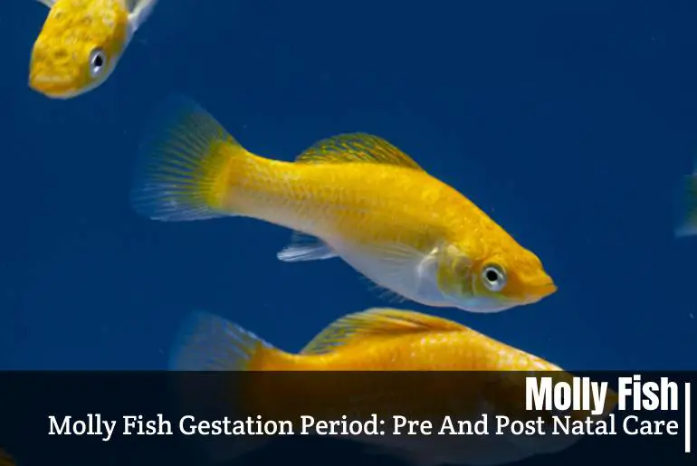 Molly Fish Gestation Period