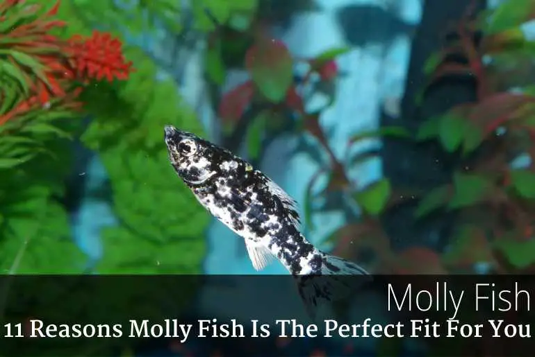 11 Reasons Molly Fish Is The Perfect Fit For You