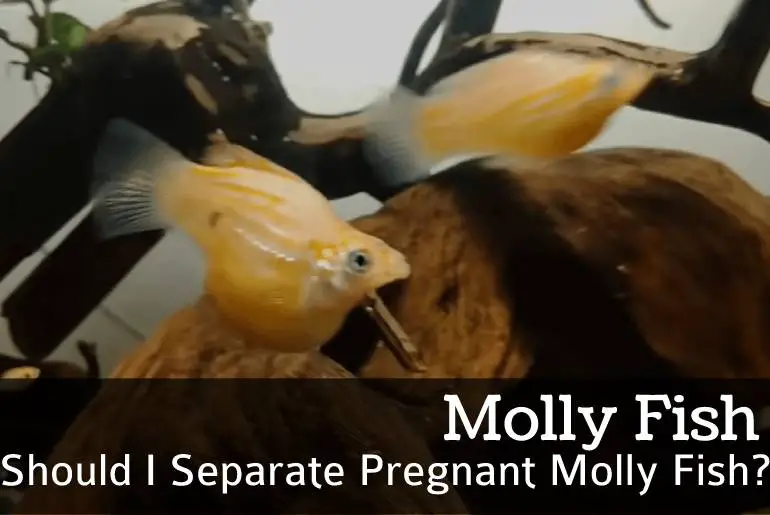 Should I Separate Pregnant Molly Fish