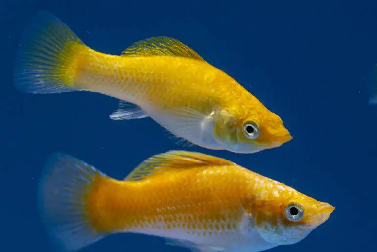 Swim Bladder Disorder In Molly Fish: Causes, Symptoms, And Treatments