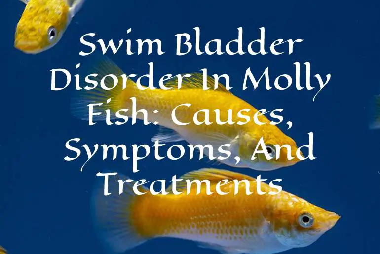 Swim Bladder Disorder In Molly Fish