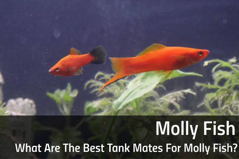 What Are The Best Tank Mates For Molly Fish