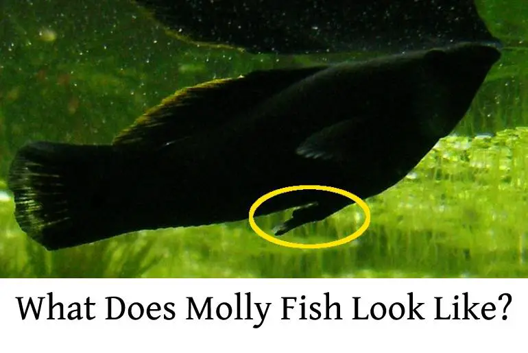What Does Molly Fish Look Like