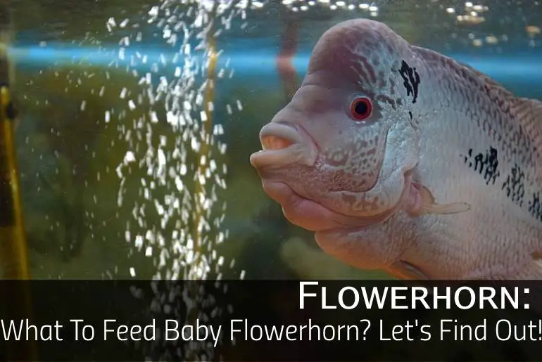 What To Feed Baby Flowerhorn