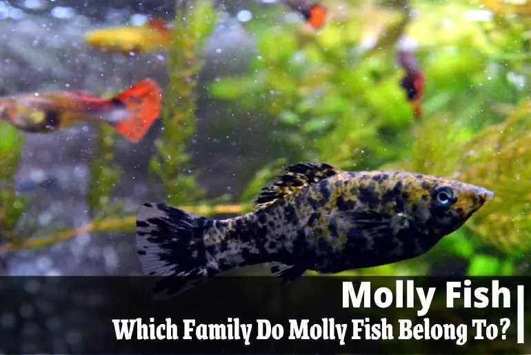 Which Family Do Molly Fish Belong To