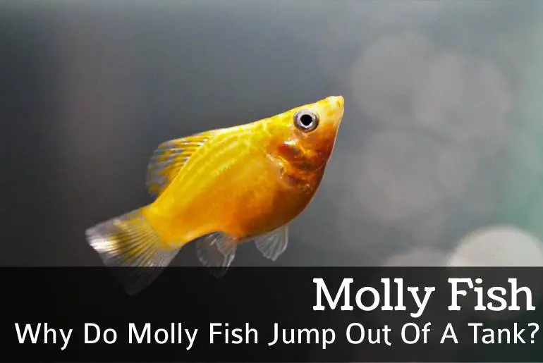 Why Do Molly Fish Jump Out Of A Tank