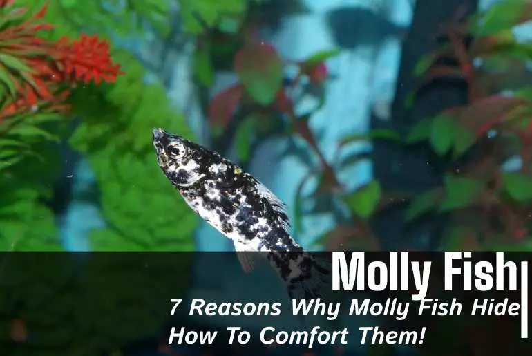 Why Molly Fish Hide