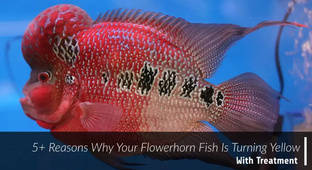 flowerhorn fish turning yellow