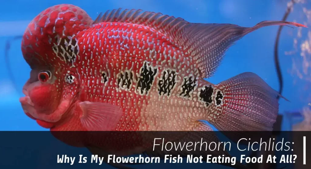 flowerhorn not eating