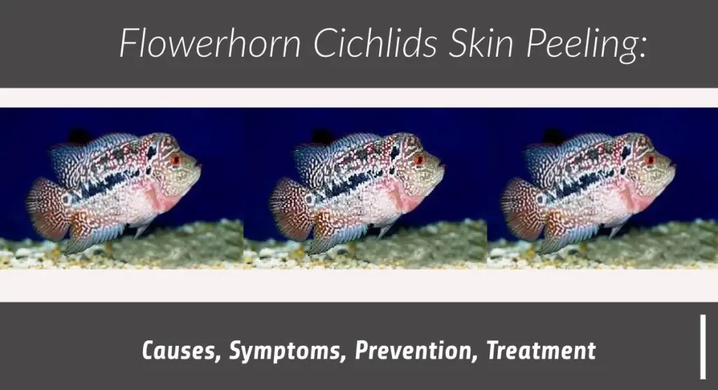 flowerhorn skin peeling