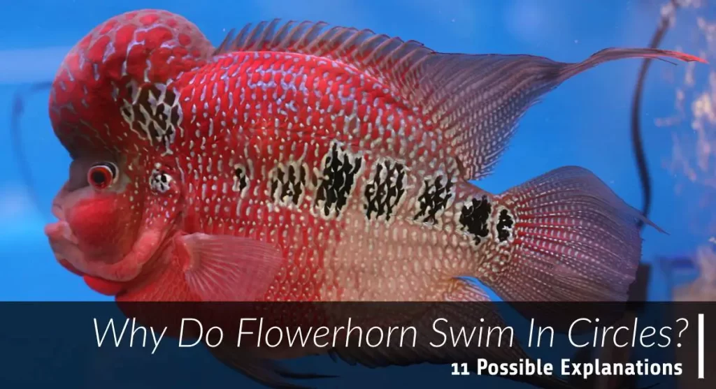 flowerhorn swim in circles