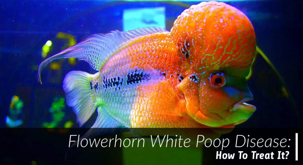 flowerhorn white poop disease