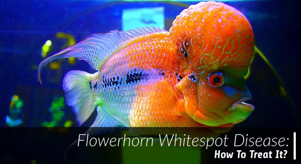 flowerhorn whitespot disease