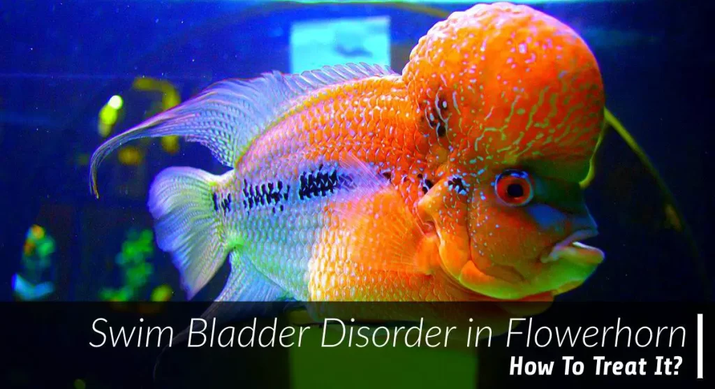 how to treat swim bladder disorder in flowerhorn