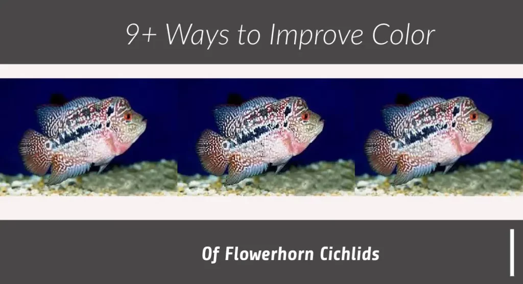 improve flowerhorn color