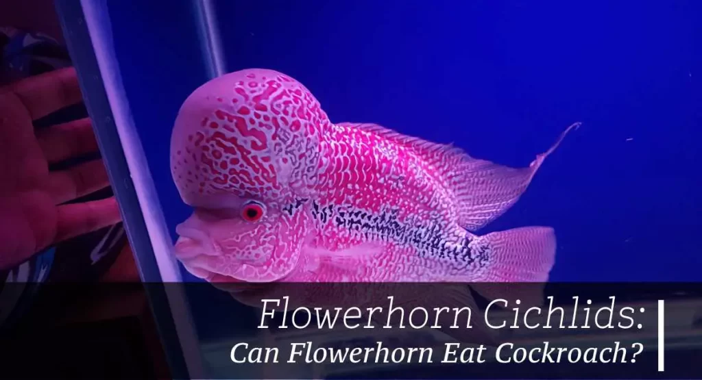 Can Flowerhorn Eat Cockroach? 