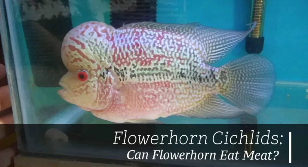 Can Flowerhorn Eat Meat?