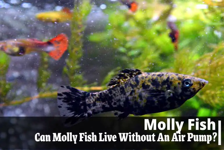Can Molly Fish Live Without An Air Pump