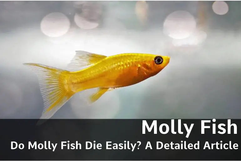 Do Molly Fish Die Easily