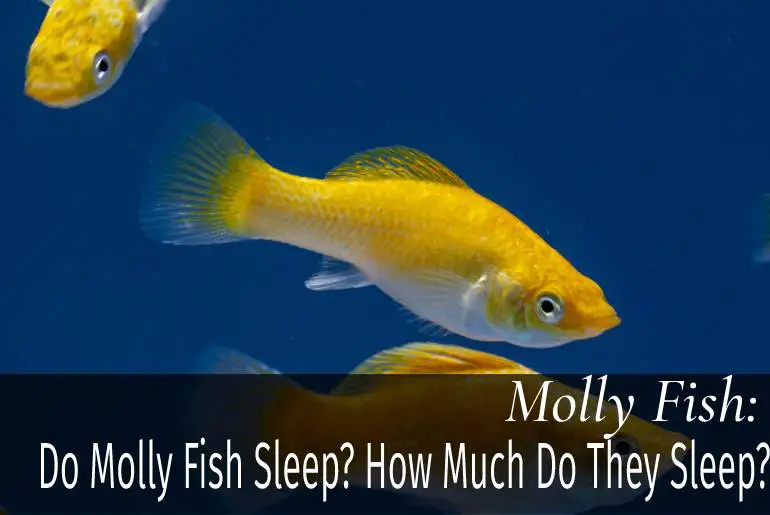 Do Molly Fish Sleep