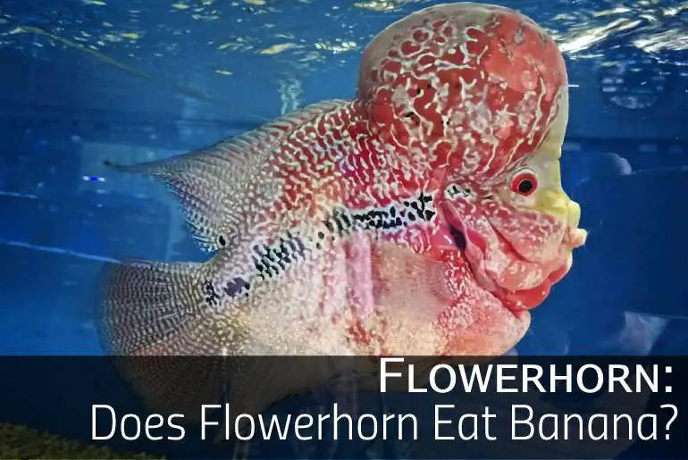Does Flowerhorn Eat Banana?