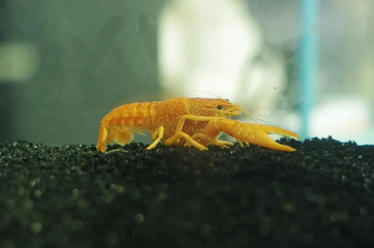 Dwarf Crayfish