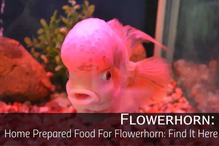 Home Prepared Food For Flowerhorn