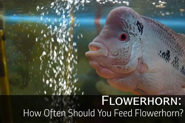 How Often Should You Feed Flowerhorn