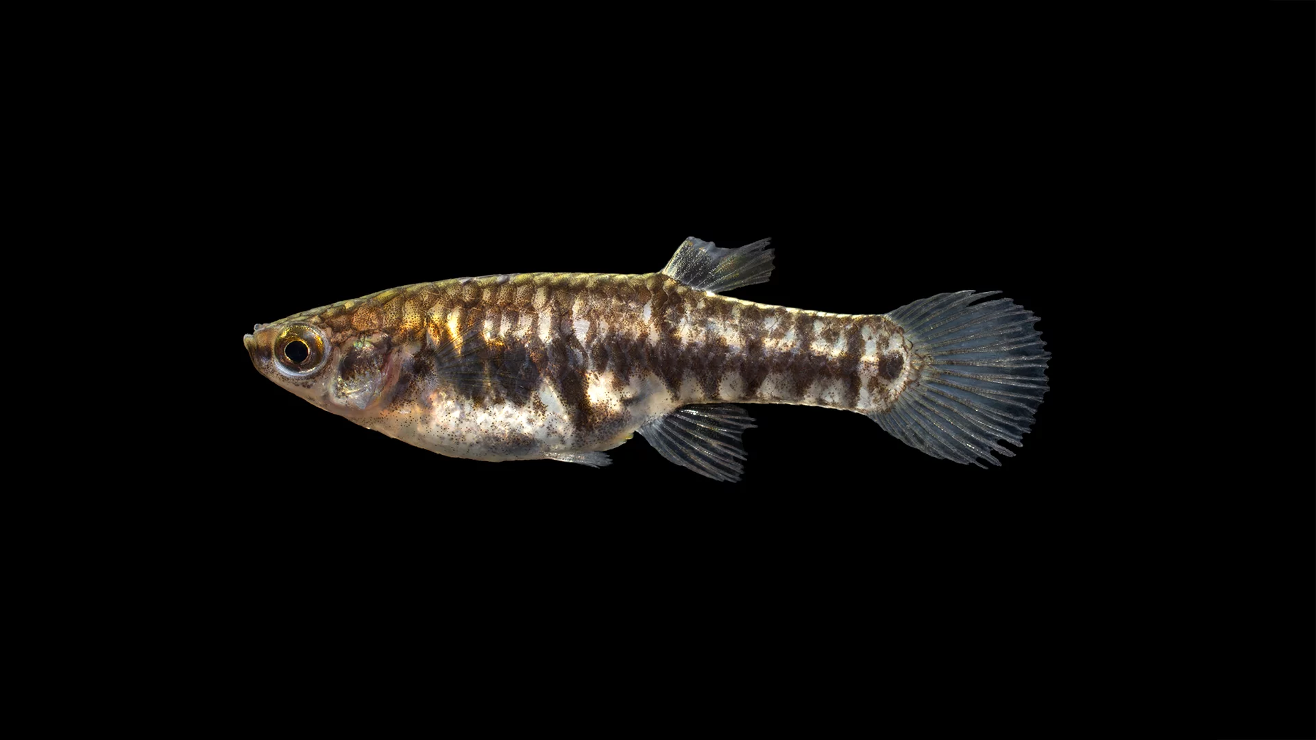 the best fish for beginners: Killifish