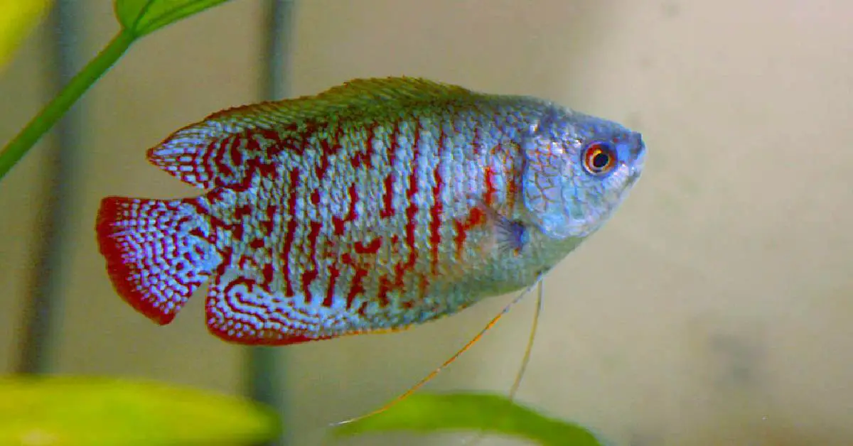 the best fish for beginners: Dwarf Gourami 