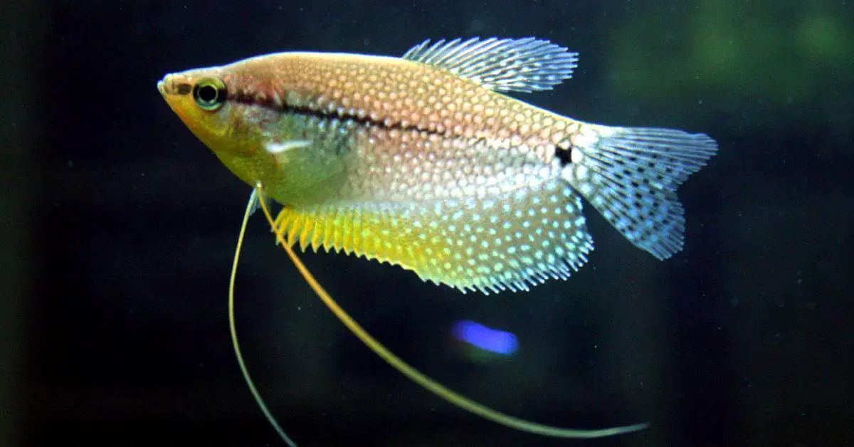 the best freshwater fish for a 20 gallon tank: Pearl Gourami