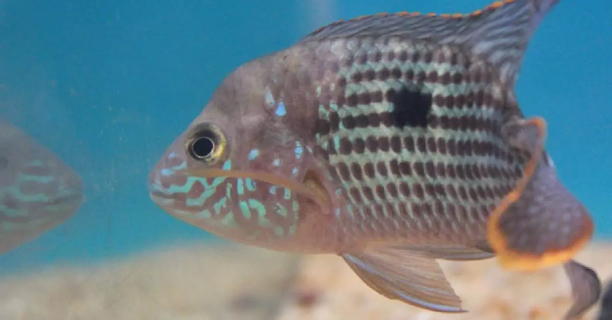 the best fish for beginners: Firemouth Cichlids