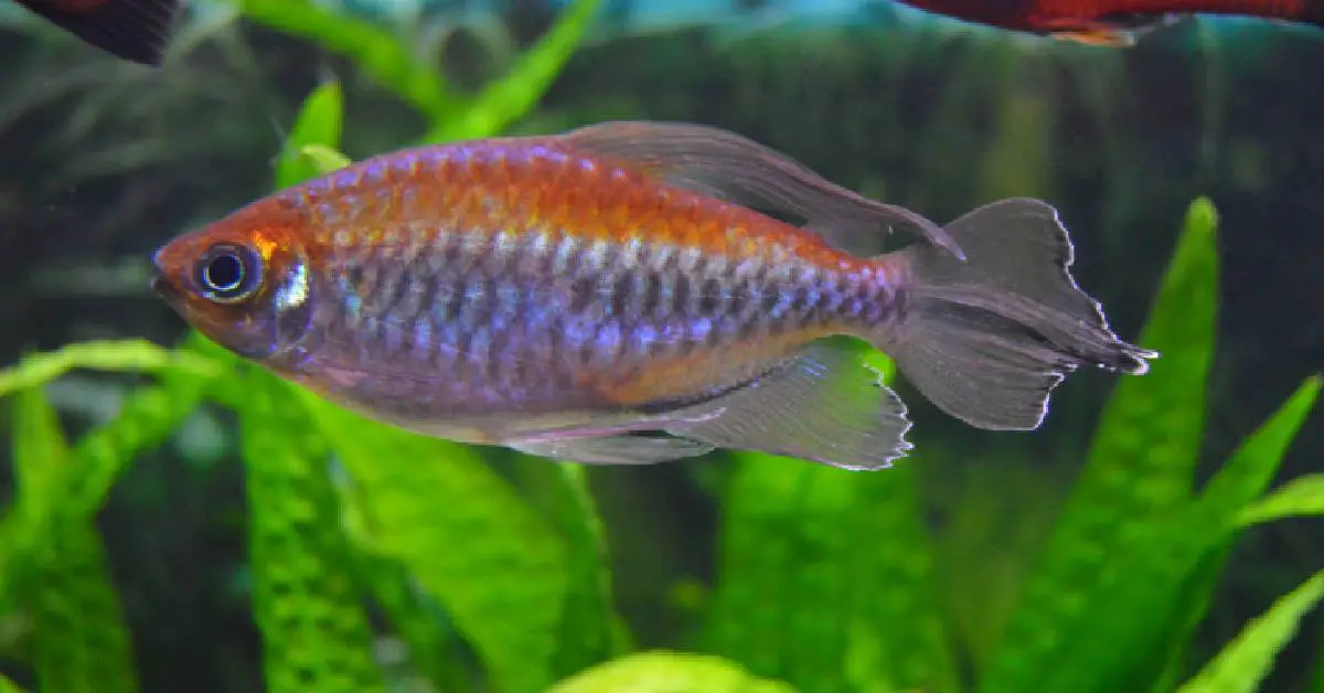 the best freshwater fish for a 30 gallon tank: Congo Tetras